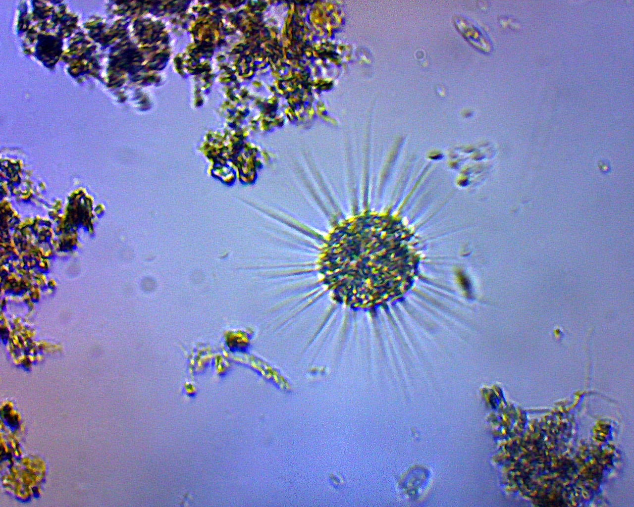 heliozoa